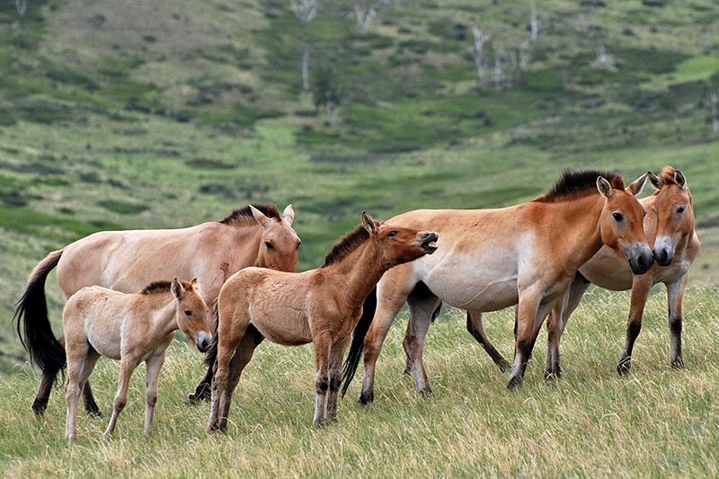 Tour To Hustai National Park Mongolian Wild Horse Takhi