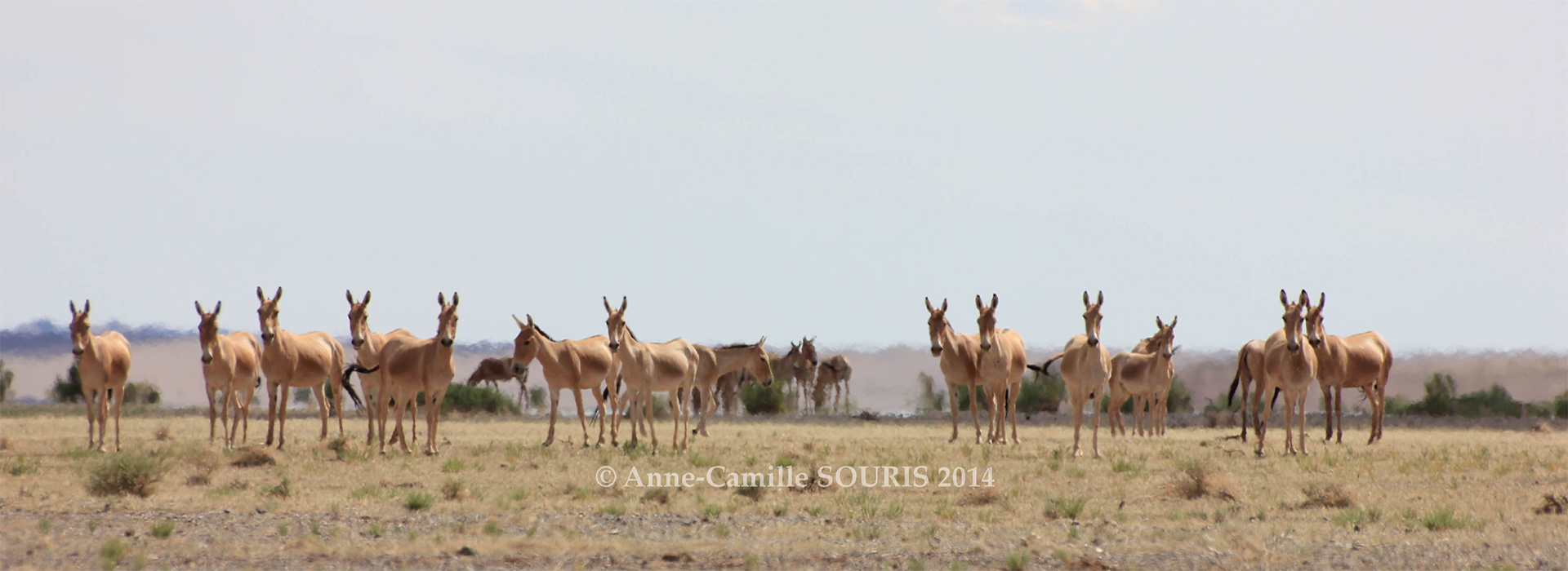 PDF) Bat Diversity at Ikh Nart Nature Reserve, Mongolia