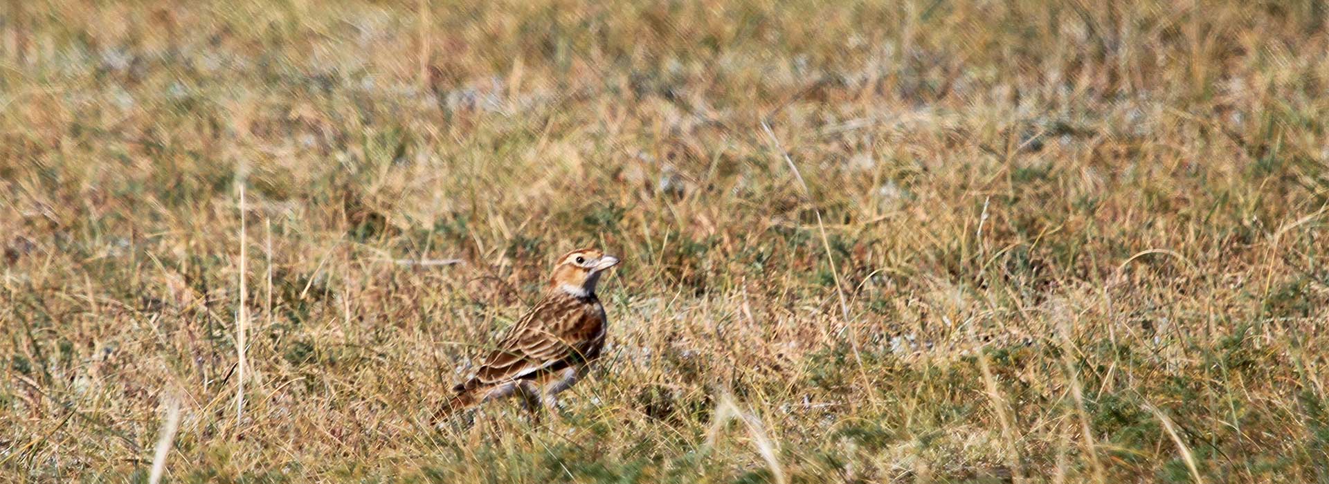 mongolian-lark